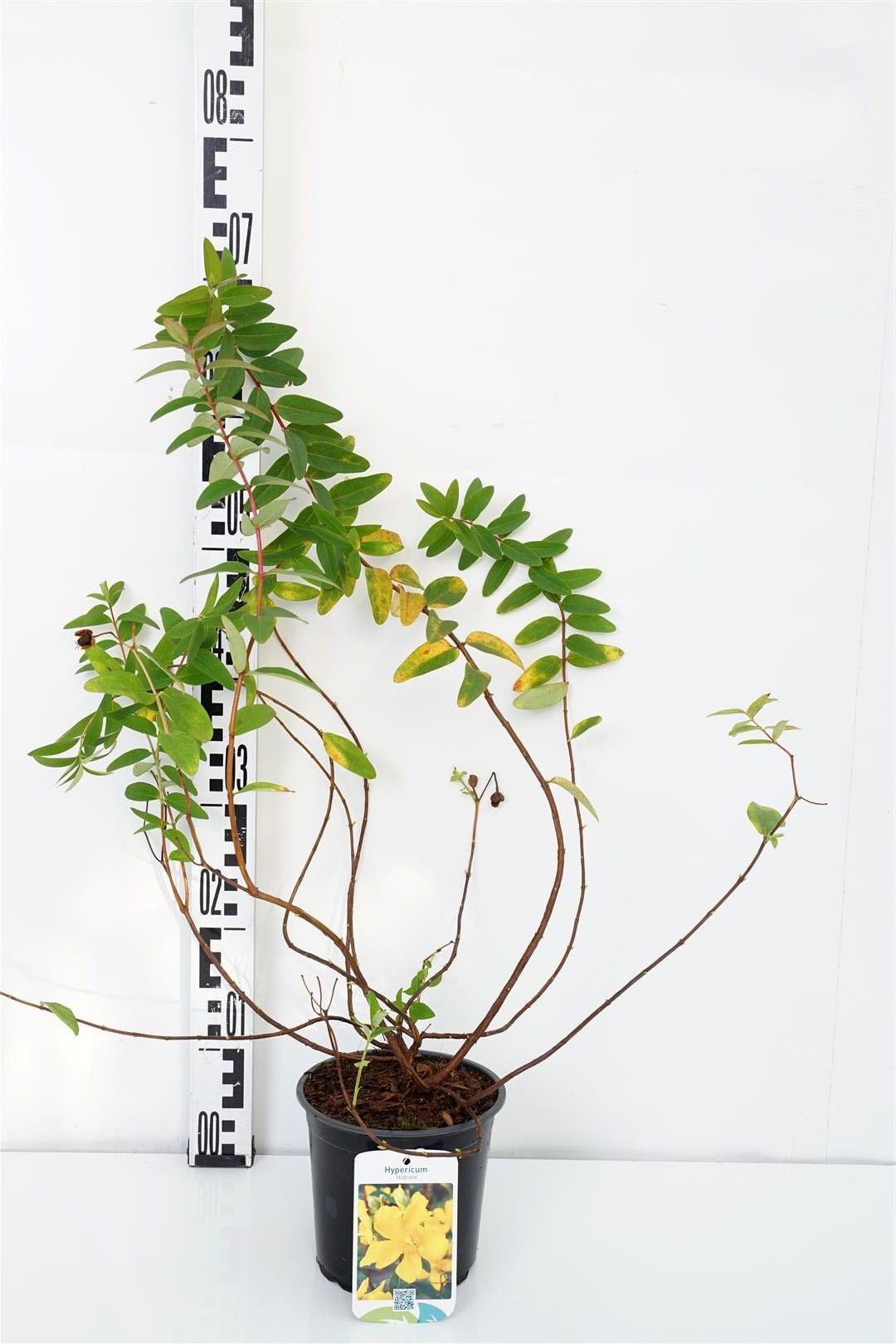 Hypericum &