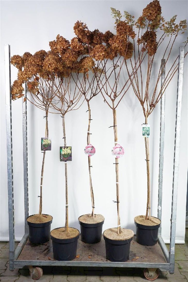 Hortensia pan. in cultivars - 100 CM STEM C7,5/P26