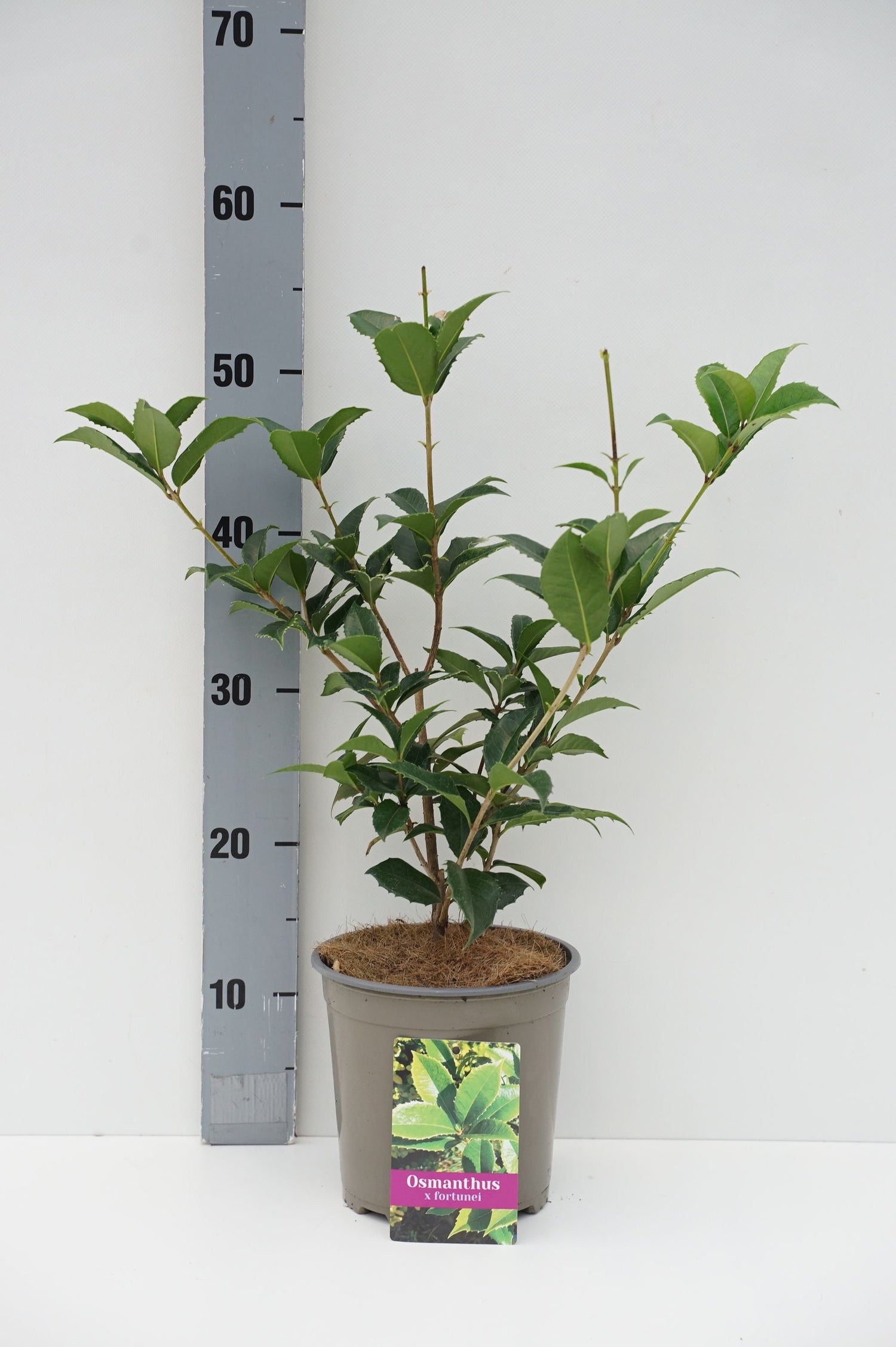 Doftoliv fortunei - C2/P17 30/+ CM