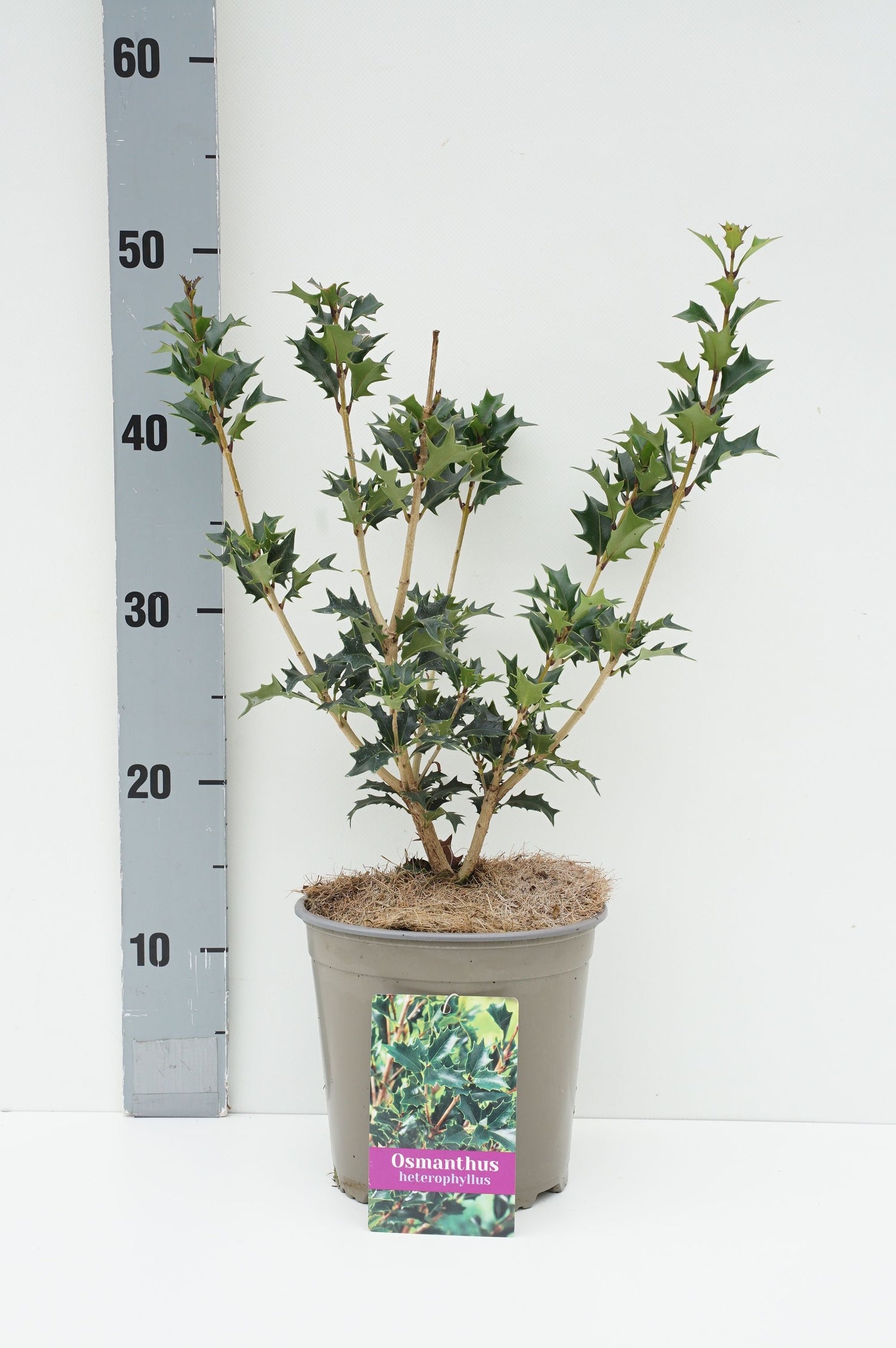 Osmanthus heterophyllus 100-120 cm rotklump