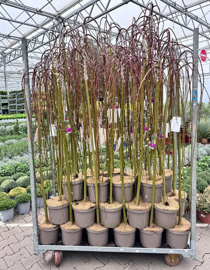 Salix caprea &