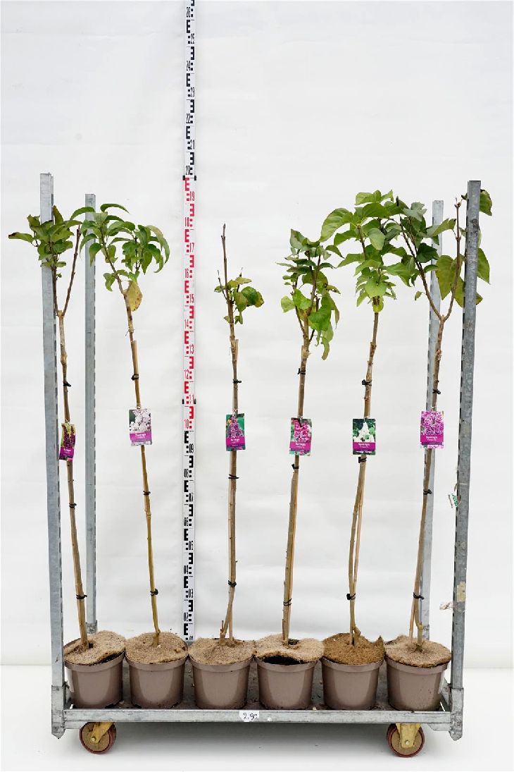 Syren vulgaris in cultivars - 100 CM STEM C5/P23