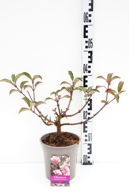 Viburnum bodnantense &