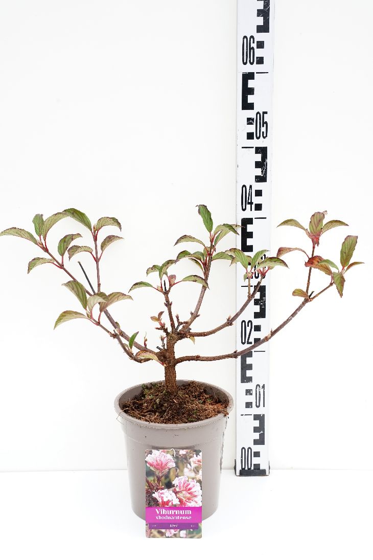 Viburnum bodnantense &
