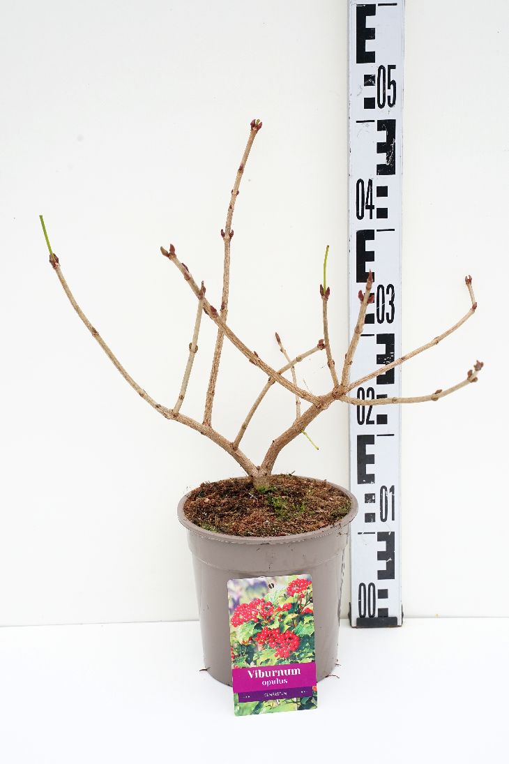 Viburnum opulus &