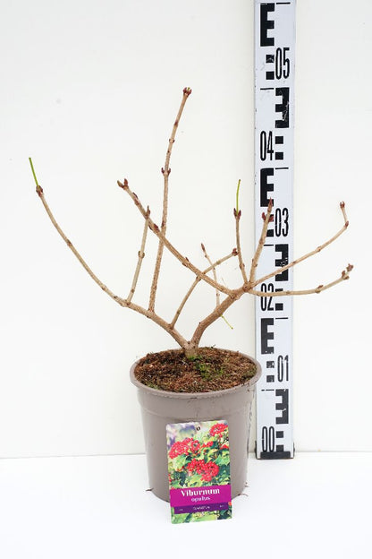 Viburnum opulus &