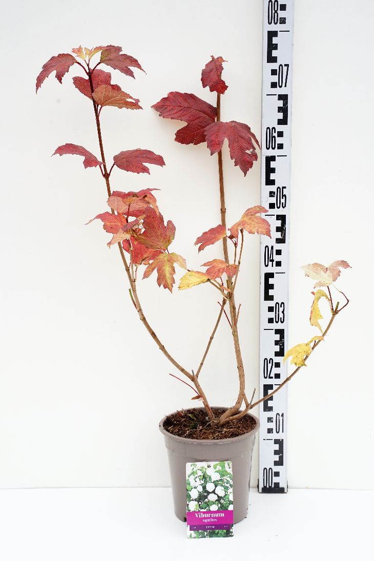 Viburnum opulus &