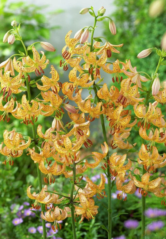 Lilium &