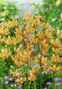 Lilium &