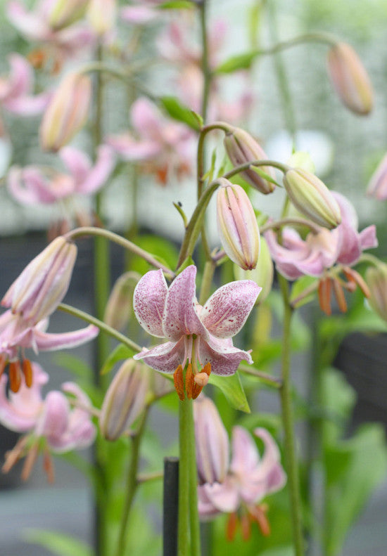 Lilium &