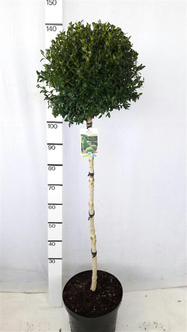 Buxbom sempervirens - 90 CM STEM C10