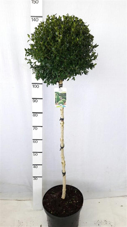Buxus sempervirens 90 cm stam, C10 (10 liters kruka)