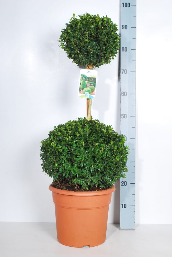 Buxbom sempervirens - DUOBALL C10