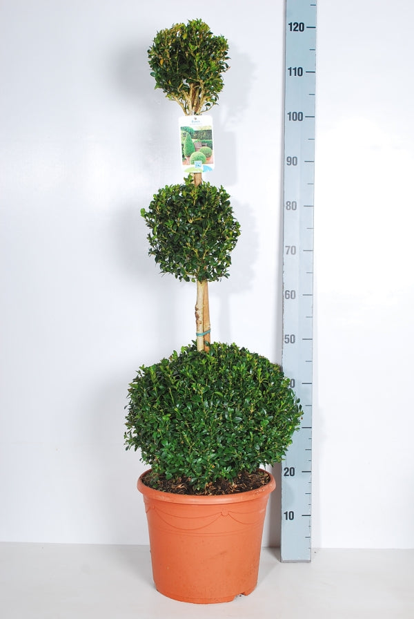 Buxbom sempervirens - TRIOBALL C10
