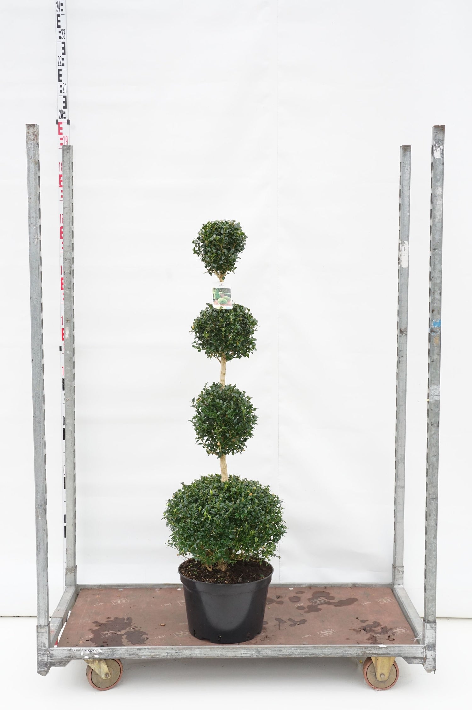 Buxbom sempervirens - QUATRO BALL C15