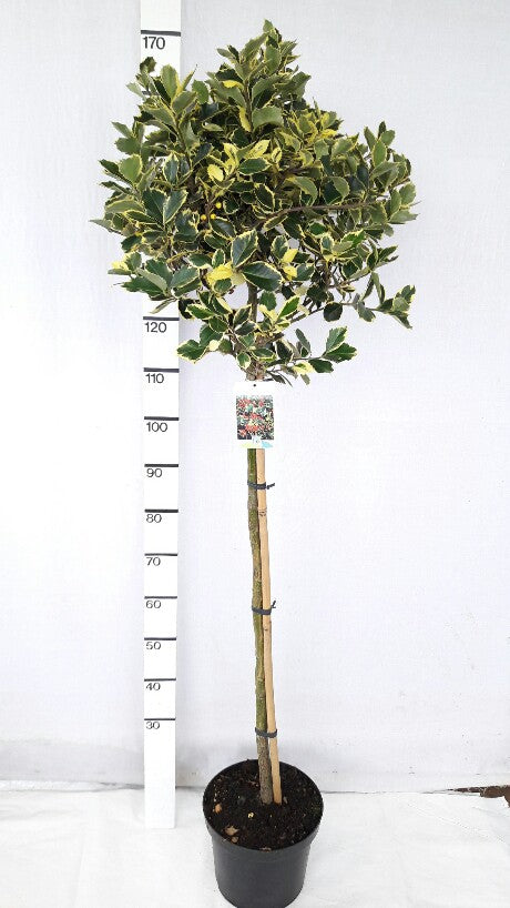 Ilex aquifolium &