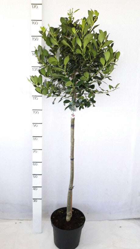 Ilex aq. &