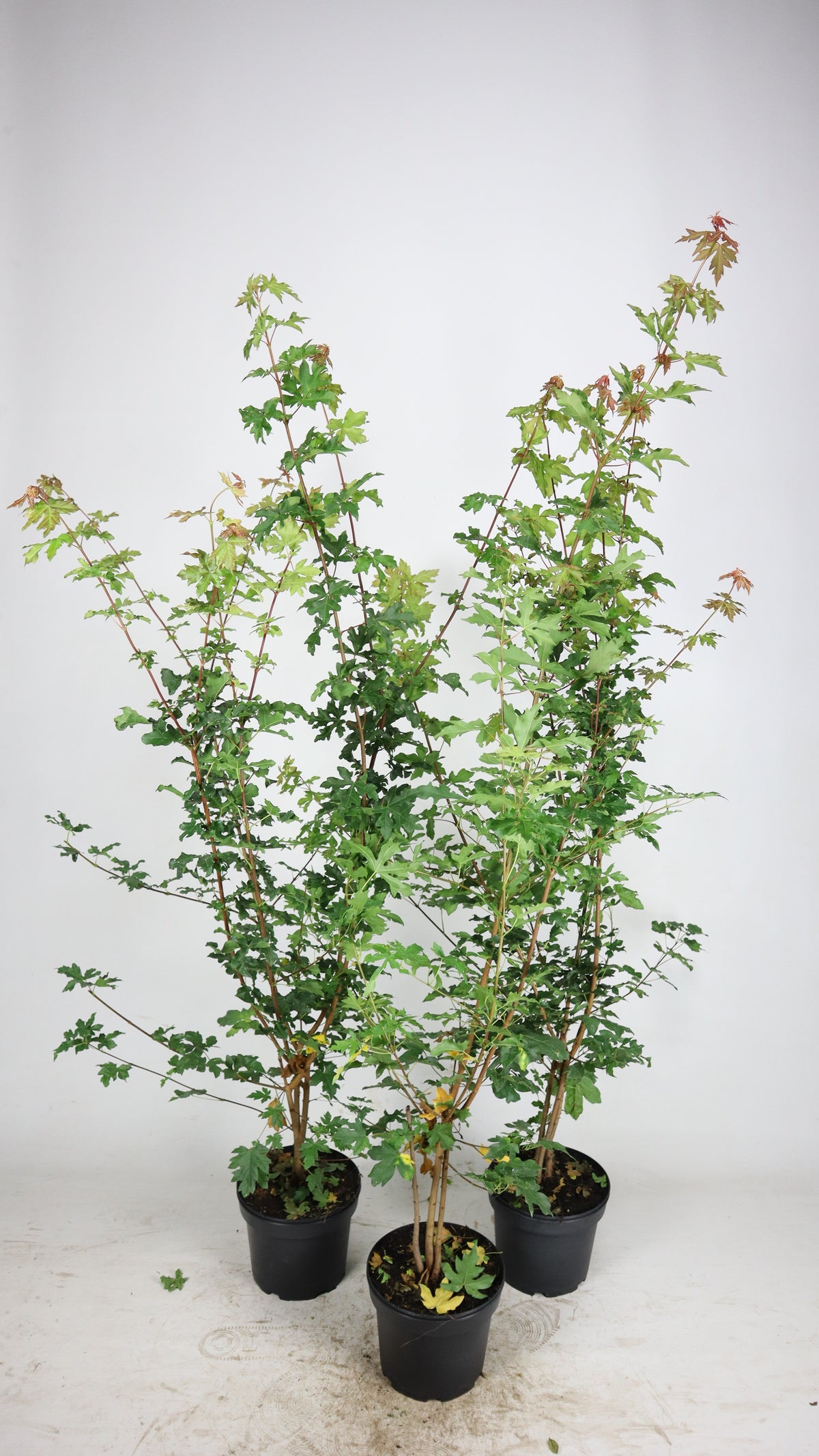 Häggmispel ; 60-80 cm 7,5 L kruka