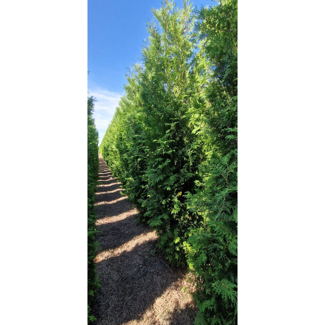 Thuja Brabant -  250-275 cm