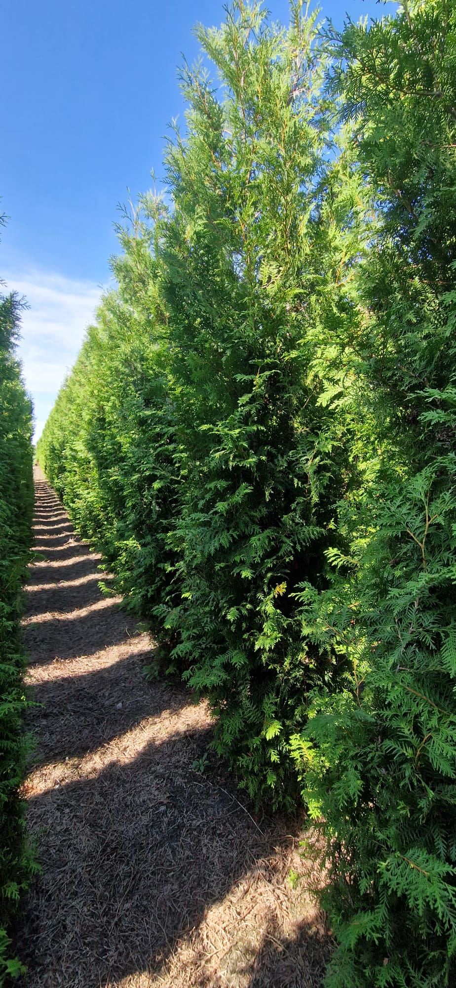 Thuja Brabant -  250-275 cm