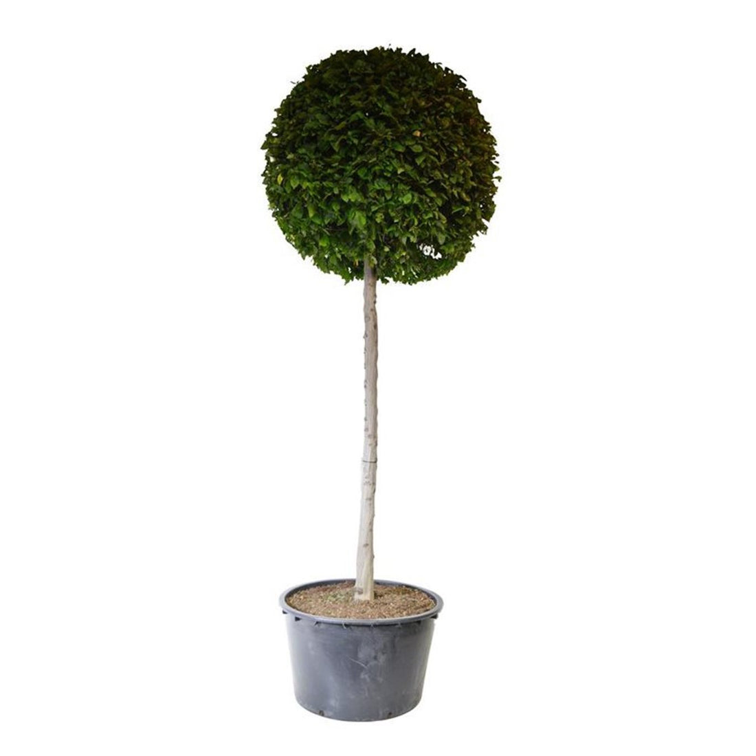 Carpinus betulus Stamträd 200 cm C500 (500 liters kruka)