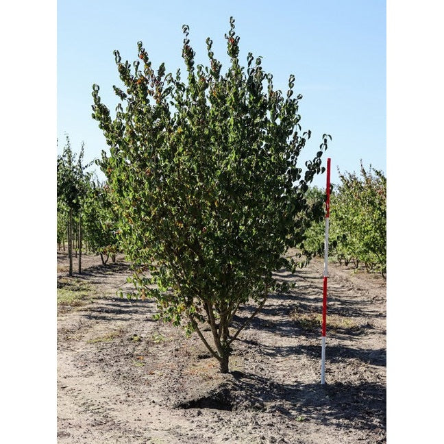 Körsbärskornell - Cornus mas 300-350 MS