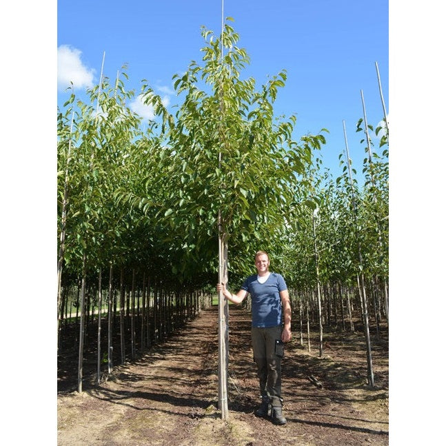 Berlineral - Alnus spaethii 12-14  HS,
