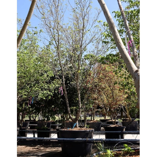 Blomsterkornell - Cornus florida 'Cherokee Chief' 350-400 MS CONT