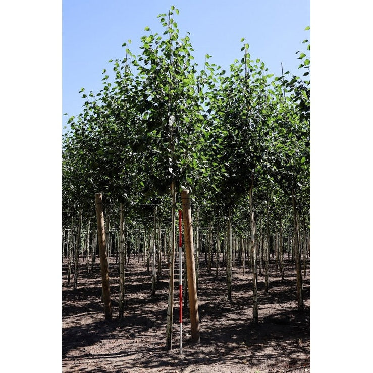 Everestbjörk - Betula utilis 'Jacquemontii'  - Stammens omkrets 16-18 cm, höjd 3,5-4 meter,   HS, COCO