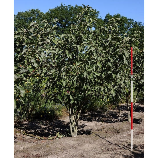 Rosenmagnolia -  Magnolia 'Galaxy' 200-250 MS