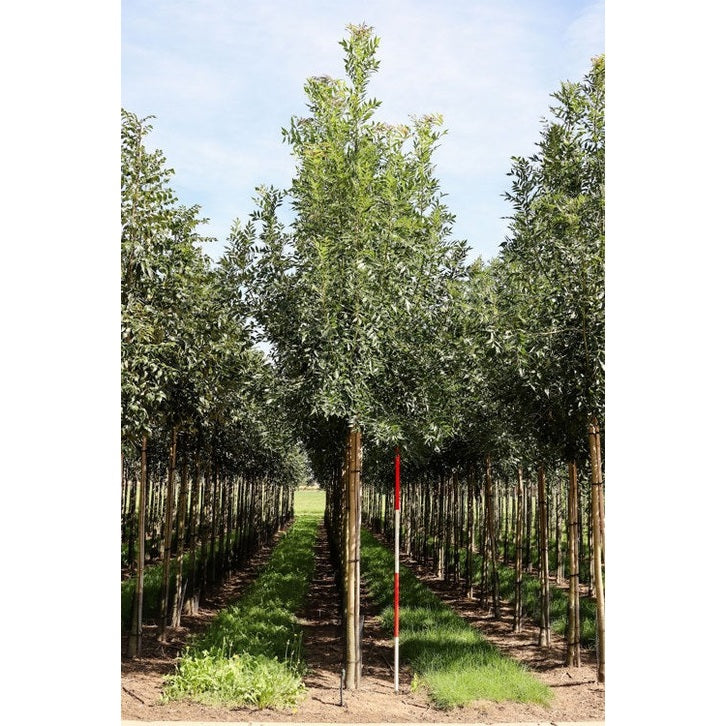 Smalbladig ask - Fraxinus angustifolia 'Raywood'  - Stammens omkrets 14-16 cm, höjd 3,5-4 meter,   HS,