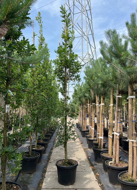 Quercus robur 'Fastigiate Koster' 12-14 GEV CONT