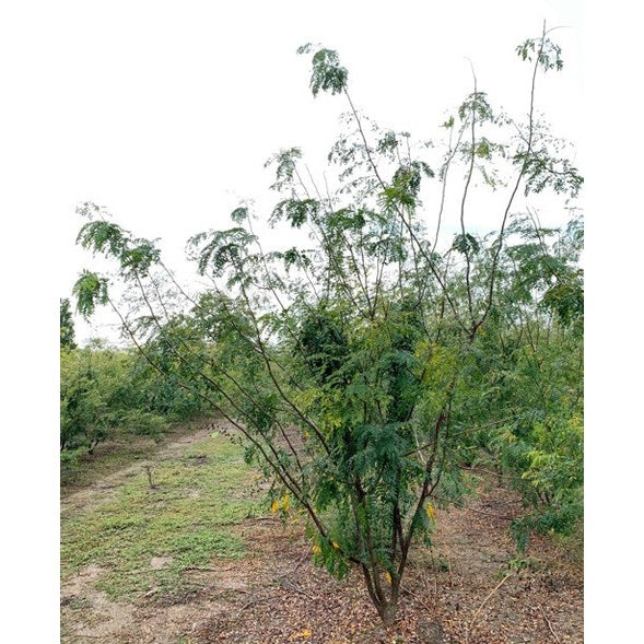 Korstörne - Gleditsia triacanthos 'Skyline' 300-350 MS