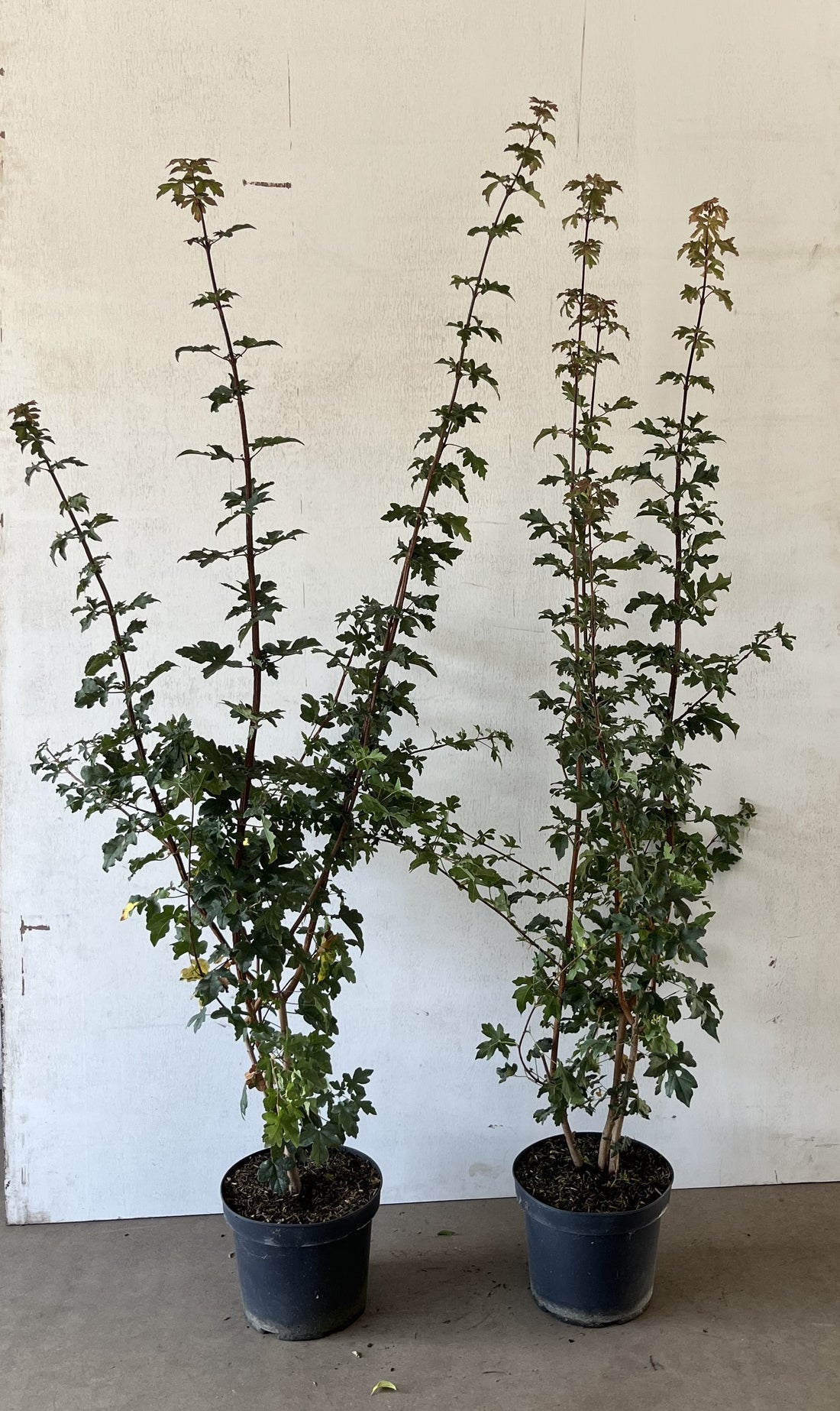 Häggmispel -  C7.5 80-100