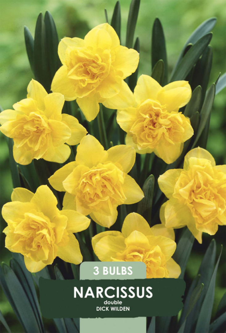 Narciss Dick Wilden – hel förpackningsbild med blomman, 3-pack. Från Svedberga Plantskola