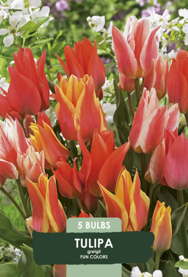 Tulpan Fun Colours – hel förpackningsbild med blomman, 5-pack. Från Svedberga Plantskola