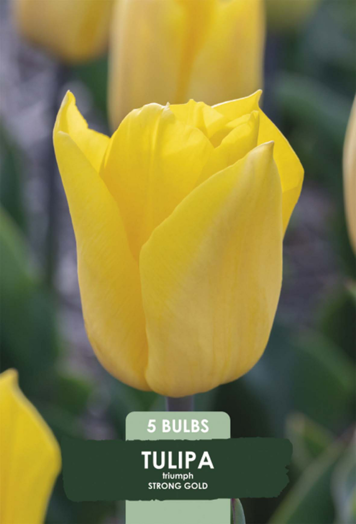 Tulpan Strong Gold – hel förpackningsbild med blomman, 5-pack. Från Svedberga Plantskola