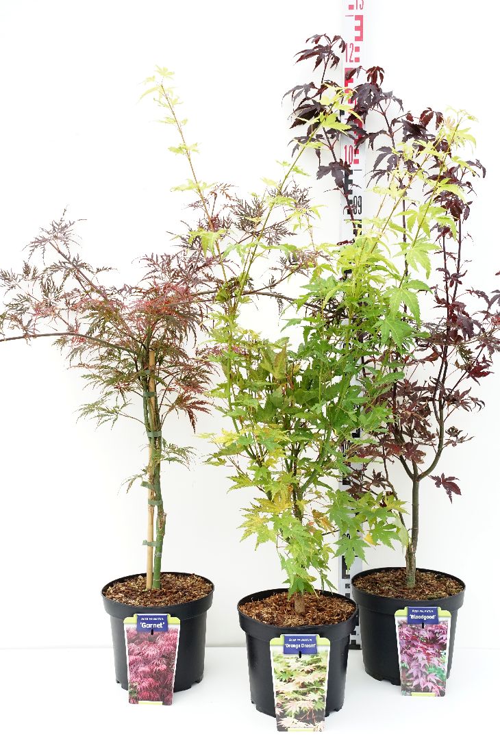 Lönn pal. in cultivars - C5/P23 50-60 CM