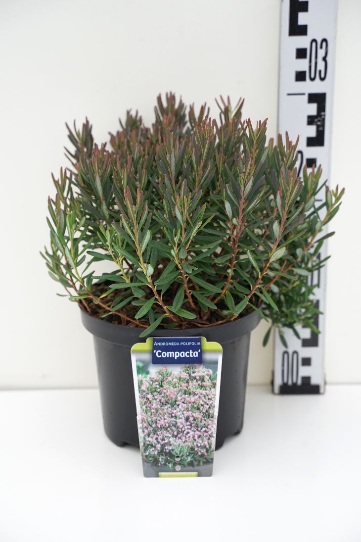Rosling polifolia &