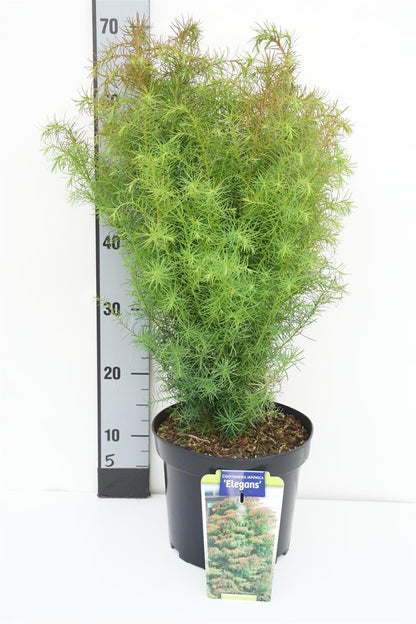 Cryptomeria j. &