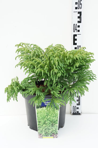 Cryptomeria japonica &