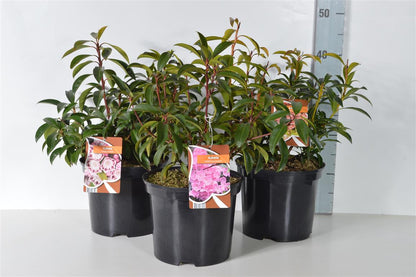 Kalmia, olika sorter C5 (5 liters kruka) 25-30 cm