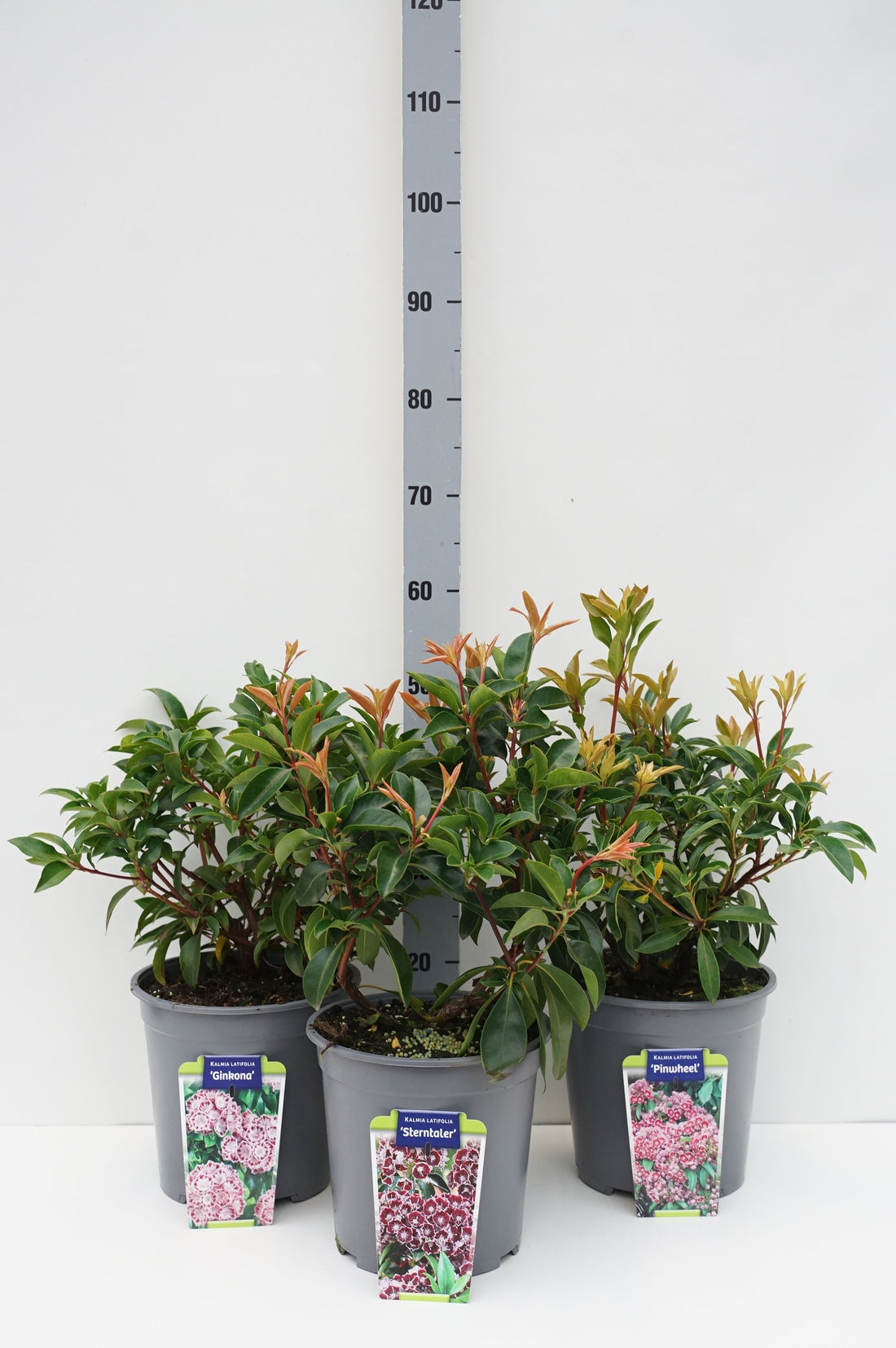 Kalmia in cultivars - C7,5/P26 30-40 CM