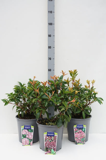 Kalmia i sorter C7,5 (7,5 liters kruka) 30-40 cm