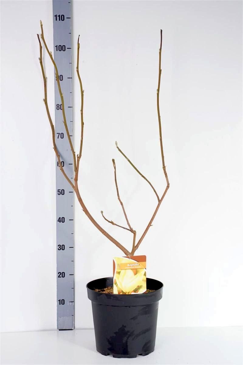 Magnolia brookl. &