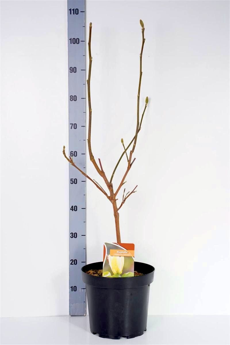 Magnolia b. &