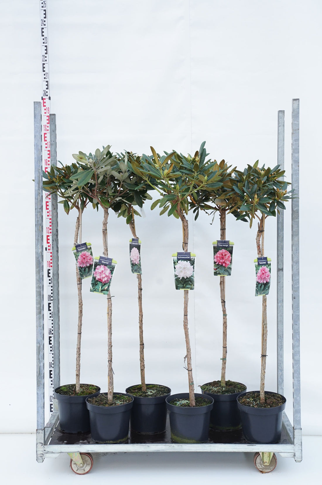 Rododendron in cultivars - 90 CM STEM C7,5/P26