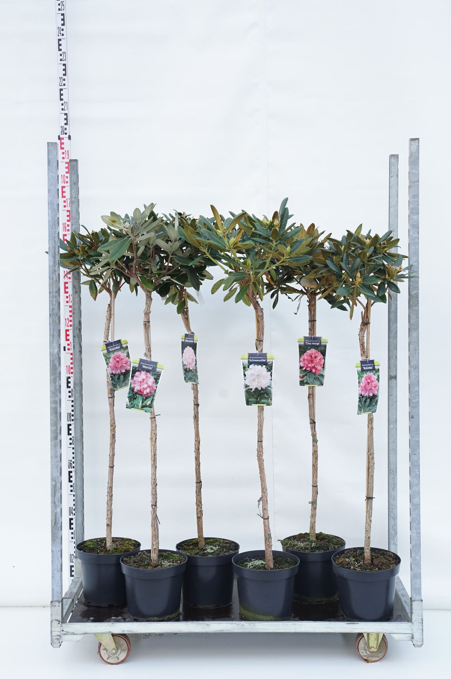 Rododendron in cultivars - 90 CM STEM C7,5/P26