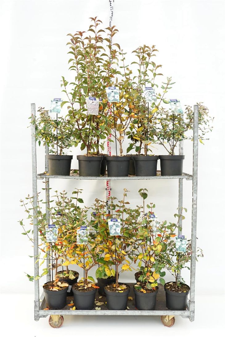 Olvon in cultivars - C5/P23 50-60 CM