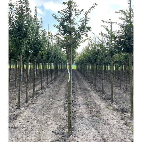 Vinterkörsbär - Prunus subhirtella &